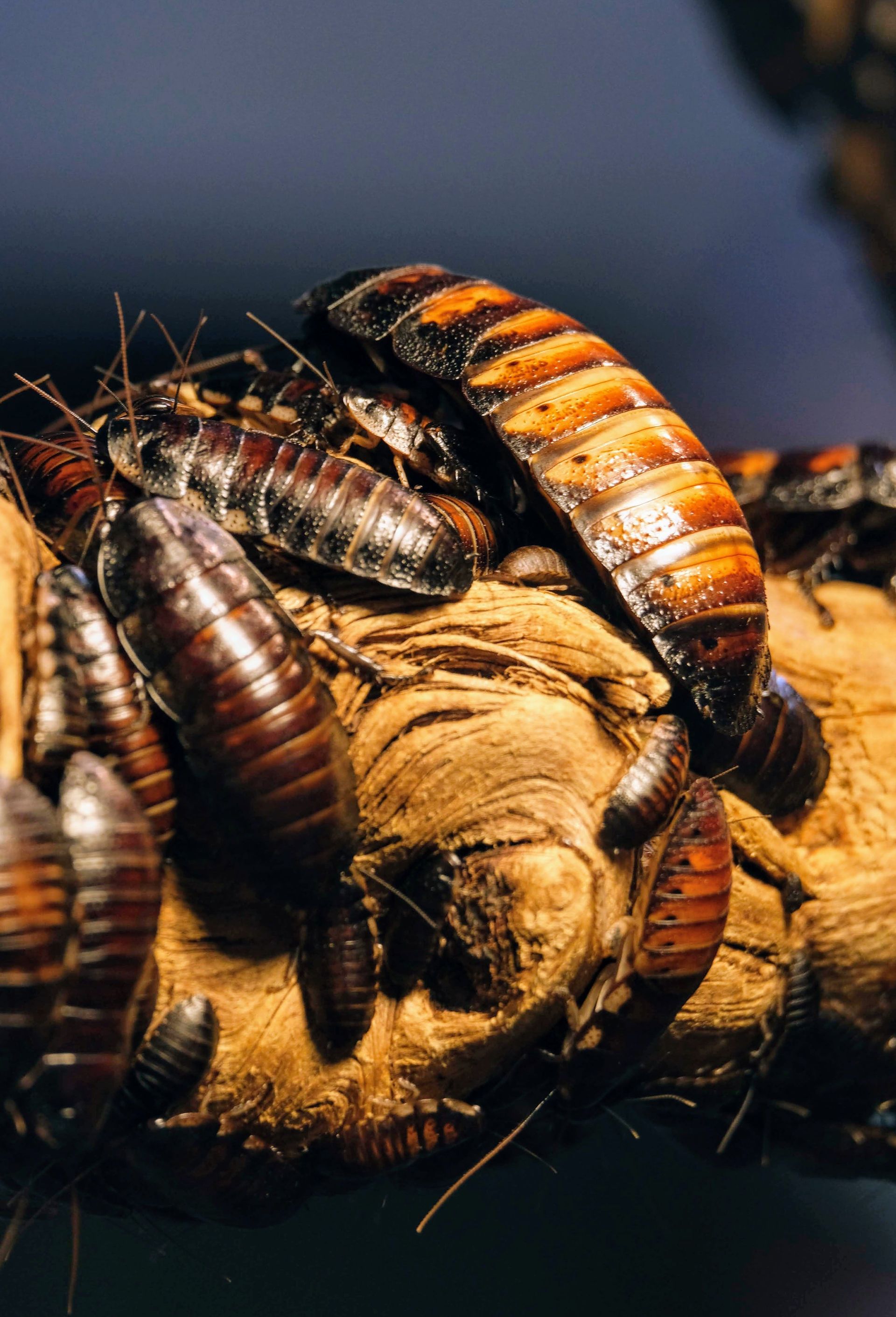 Detail photograph of Madagascar Hissing Cockroaches clustering on a wooden branch in natural habitat.