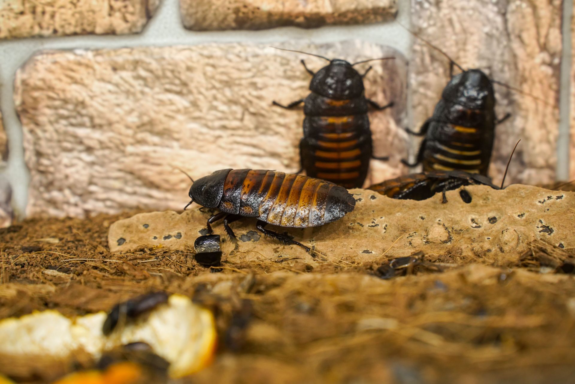 Detailed shot of Madagascar hissing cockroaches on a textured surface in a naturalistic setting.