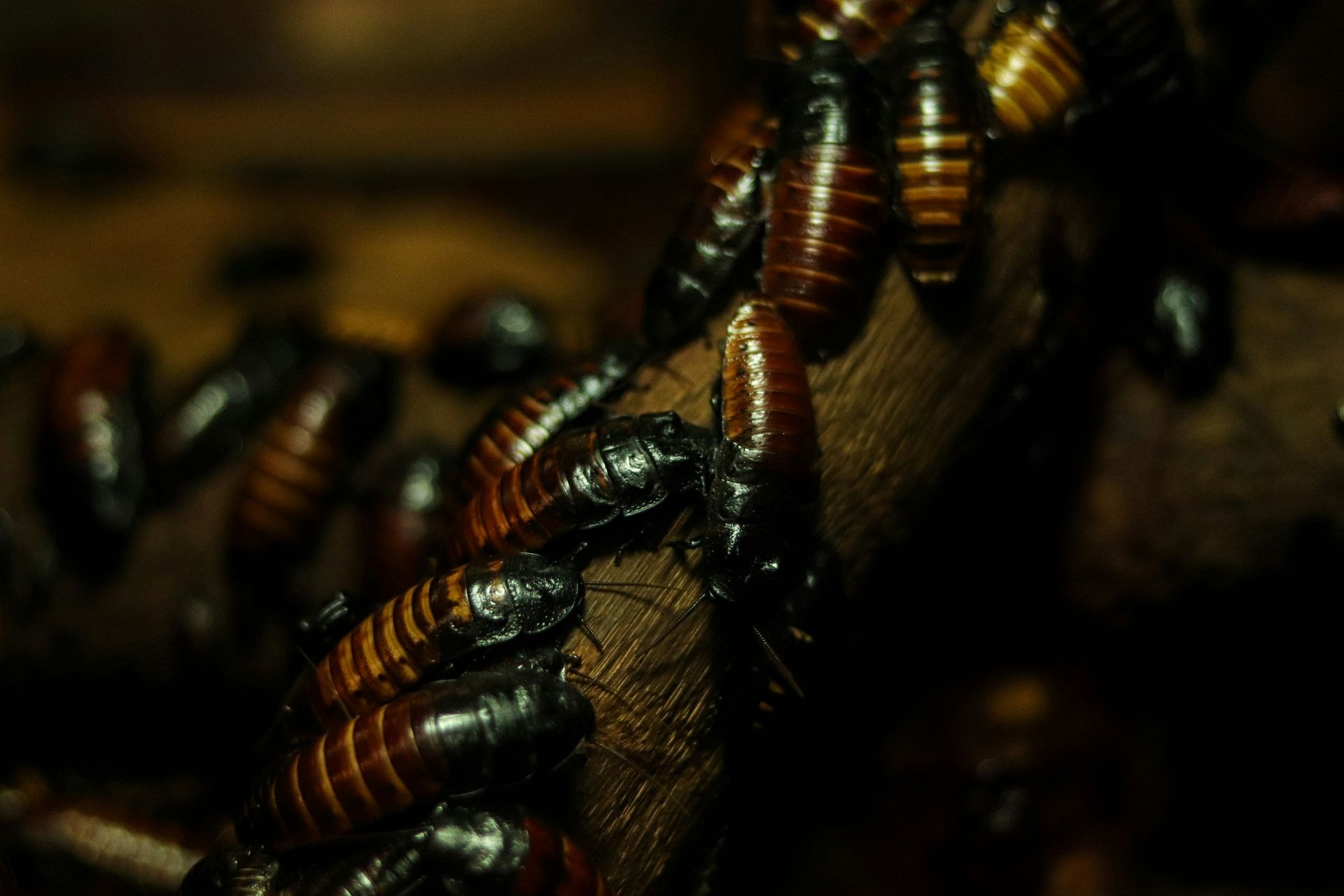 a close up of a bee